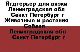 Ягдтерьер для вязки - Ленинградская обл., Санкт-Петербург г. Животные и растения » Собаки   . Ленинградская обл.,Санкт-Петербург г.